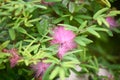 Pink Powderpuff Plant Calliandra surinamensis, pink flowers